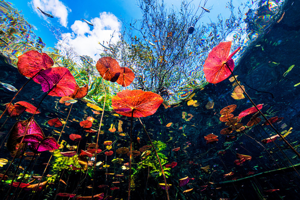 수중식물과 물고기, 투명한 연못 위로 펼쳐진 하늘이 한 폭의 그림처럼 느껴진다. ⓒM Gallery
